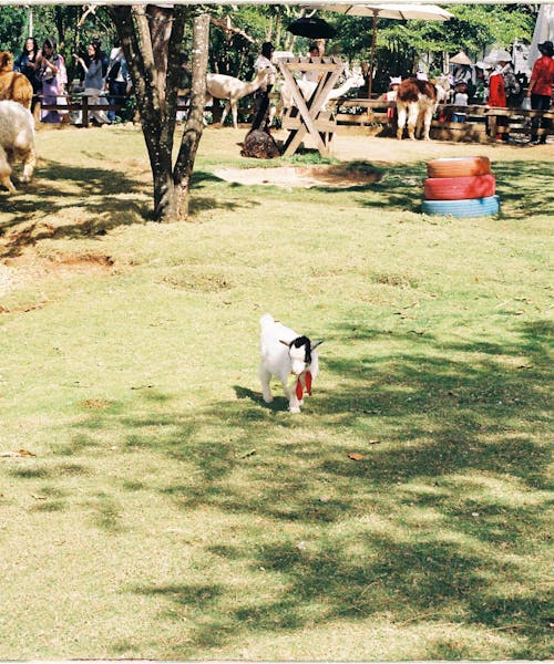 pexels-photo-33224527